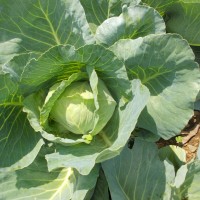 Brassica oleracea L.